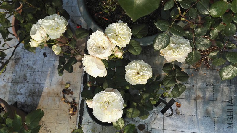 IMG_20160429_071834.jpg