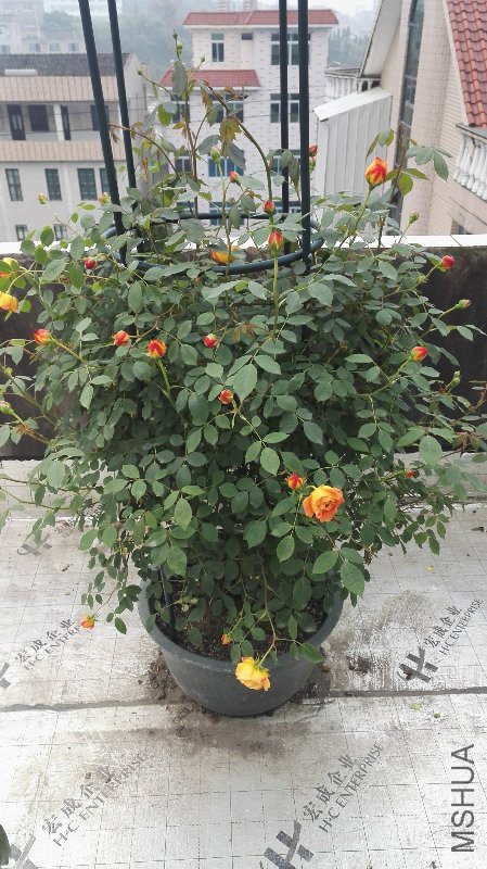 IMG_20160428_074947.jpg