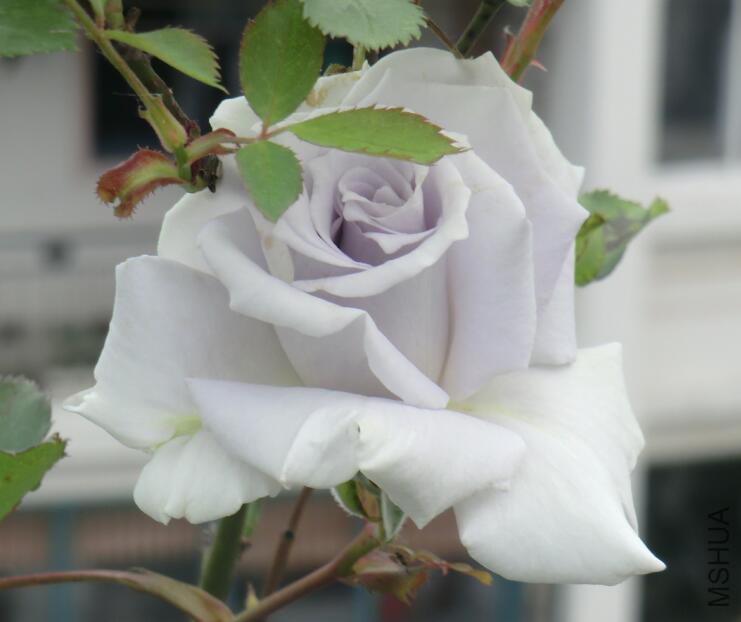 QQ��ͼ20160503104151.jpg