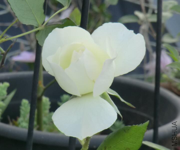 QQ��ͼ20160503111155.jpg