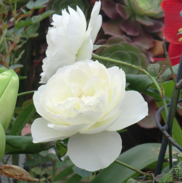 QQ��ͼ20160503105235.jpg
