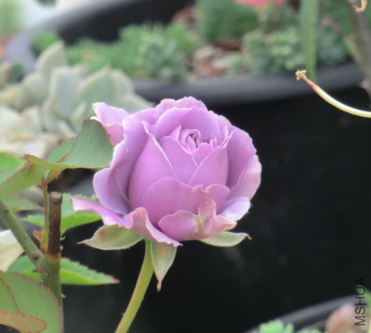 QQ��ͼ20160503104828.jpg