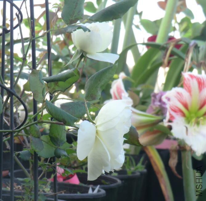 QQ��ͼ20160503105955.jpg