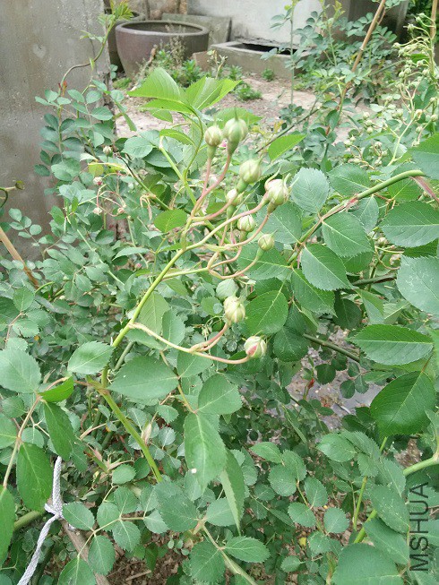 Ǿޱ1.jpg
