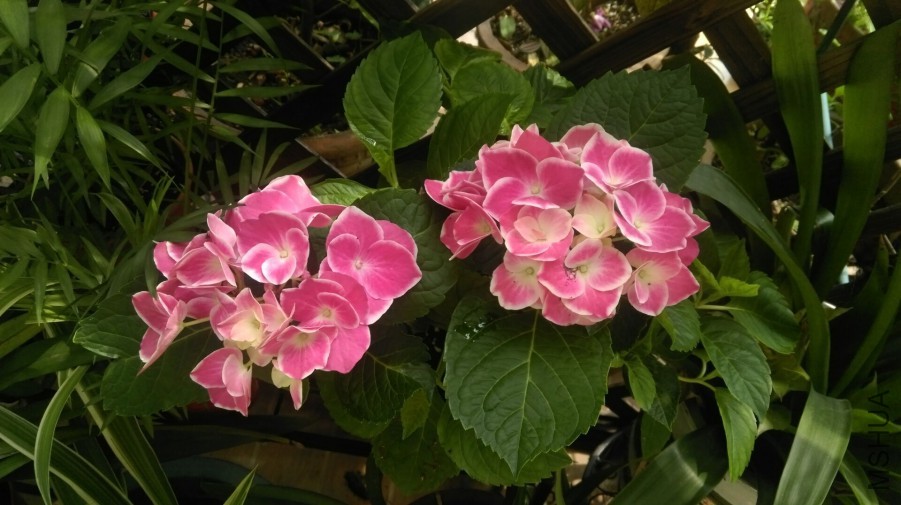 ����Ƿۺ�ɫ���ױߣ�����Ƚϴ�