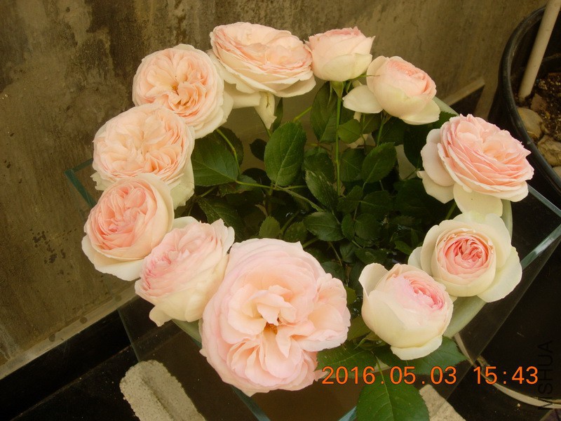 DSCN3680_resize.JPG