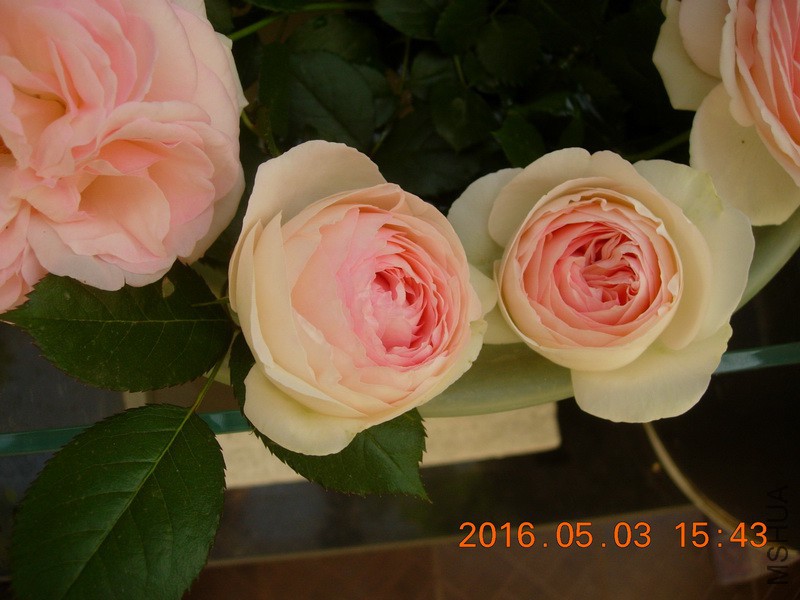 DSCN3685_resize.JPG