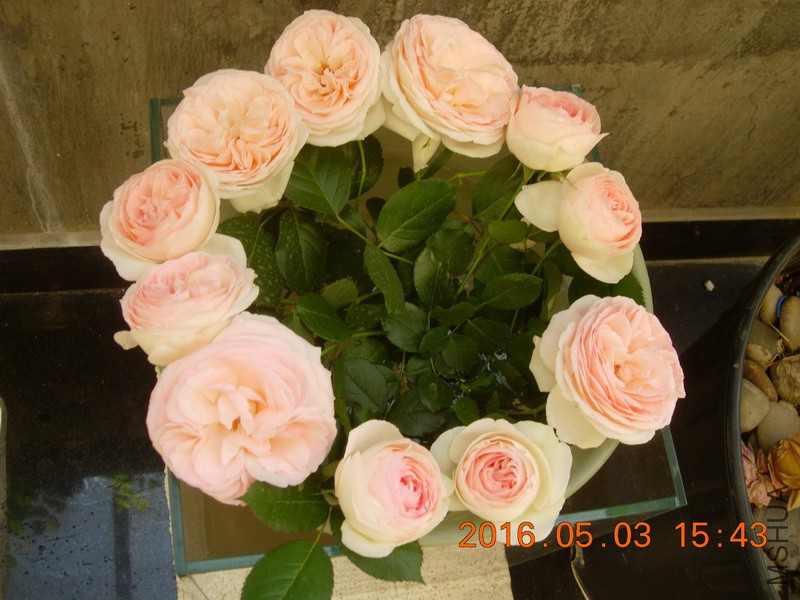 DSCN3684_resize.JPG