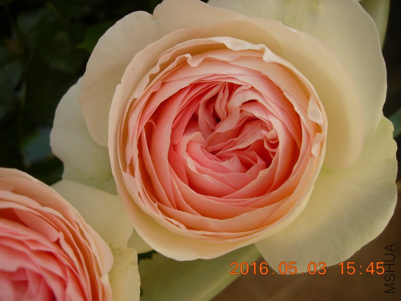 DSCN3698_resize.JPG