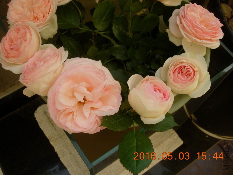 DSCN3694_resize.JPG
