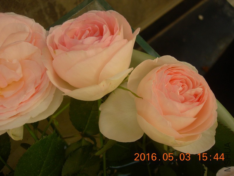 DSCN3688_resize.JPG