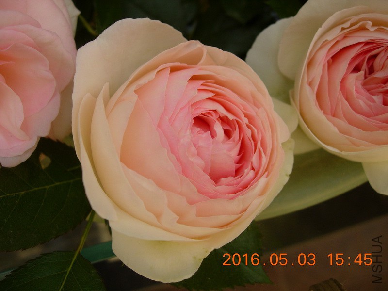 DSCN3700_resize.JPG