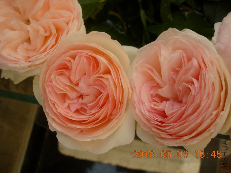 DSCN3702_resize.JPG