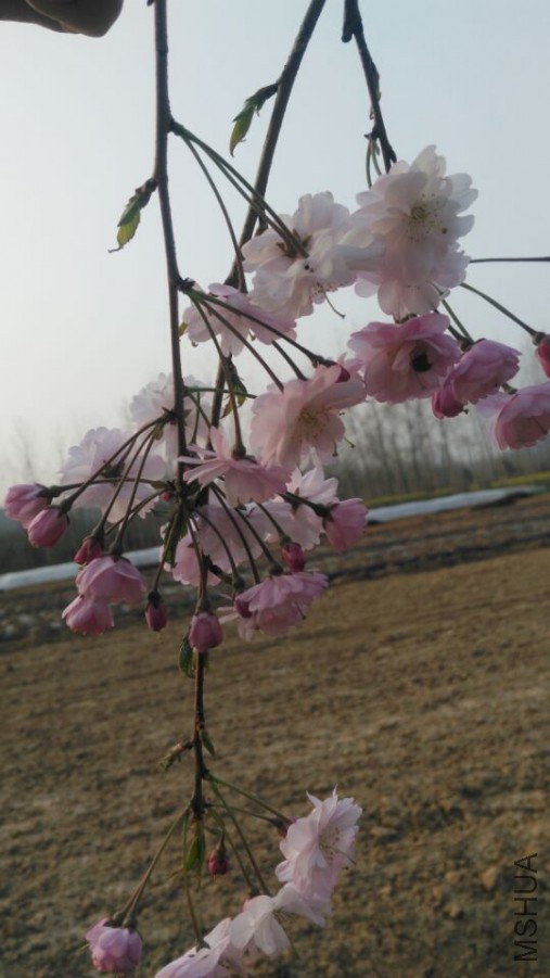 QQͼƬ20160502201011.jpg