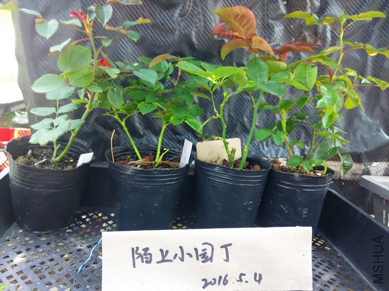 ������޹�²��İ�����ɺ����.jpg