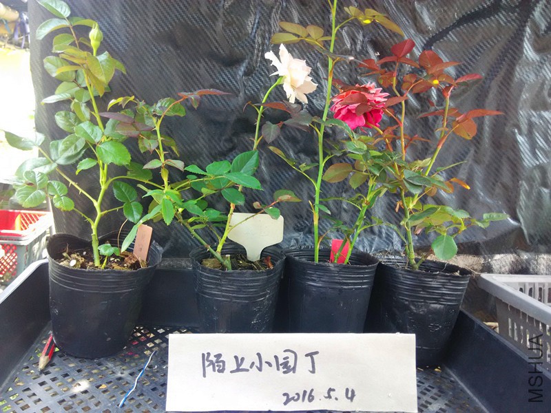 ���������Ɑ״������.jpg