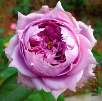 ŵ����˹2.png