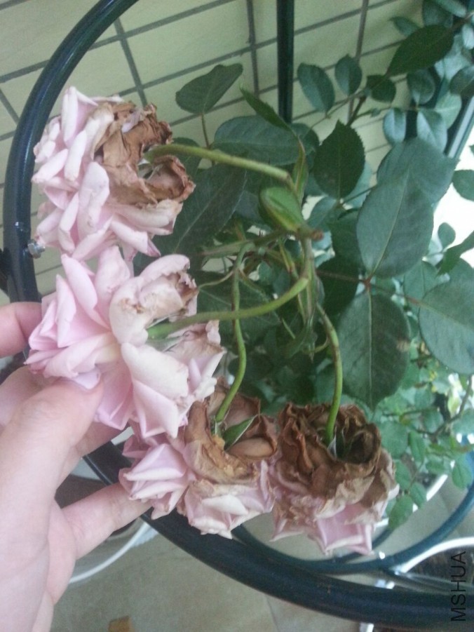 QQͼƬ20160503183935.jpg