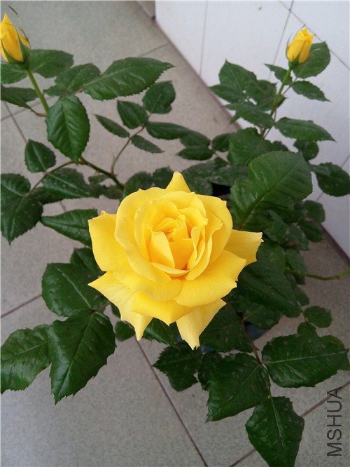 IMG_20150425_071628.jpg