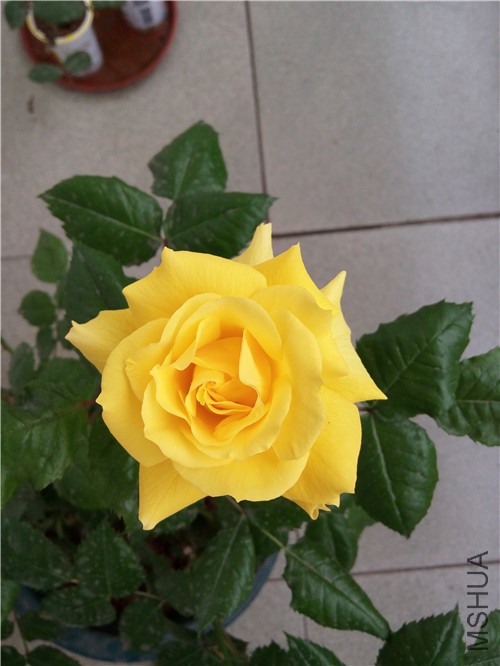 IMG_20150425_071638.jpg