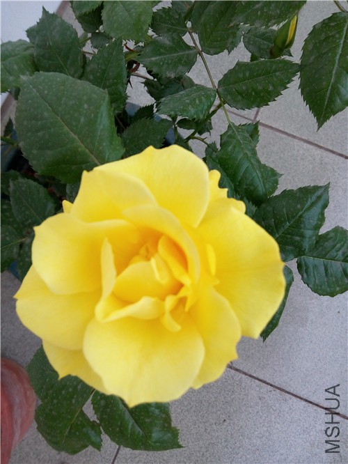 IMG_20150426_165747.jpg