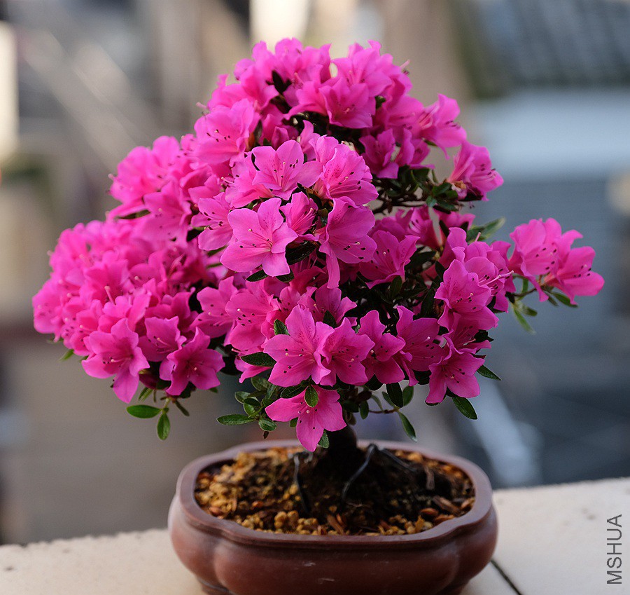 DSCF7880.JPG