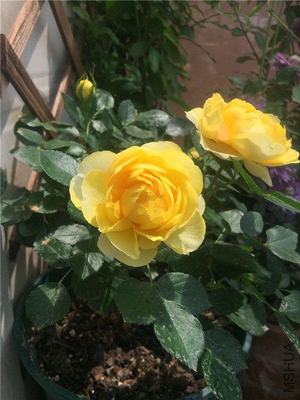 QQͼƬ20160503110959.jpg
