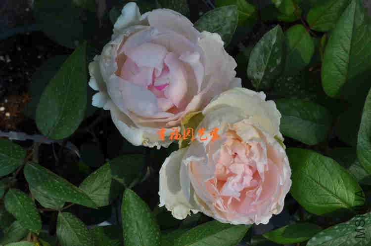 Ǯ������