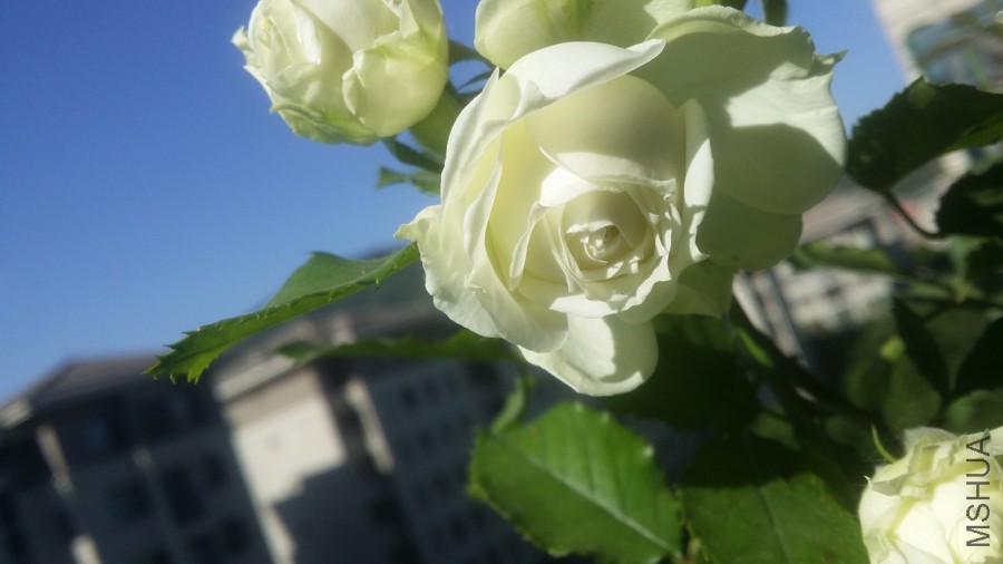20160504_081617.jpg