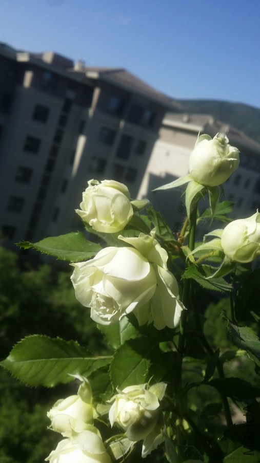 20160504_081604.jpg