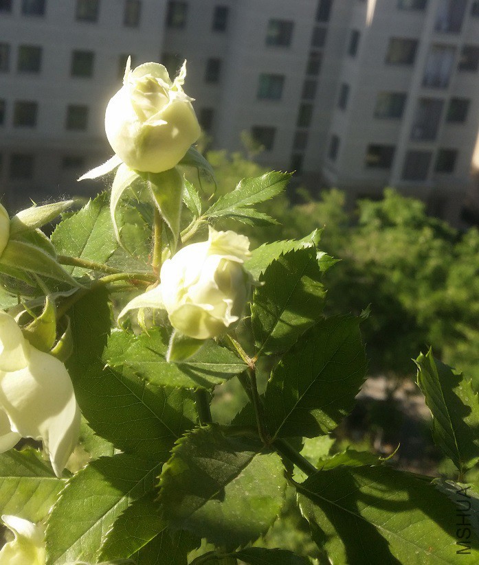 20160504_081608.jpg