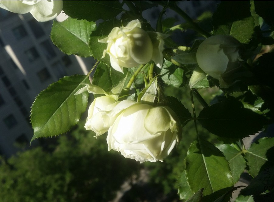 20160504_081612.jpg