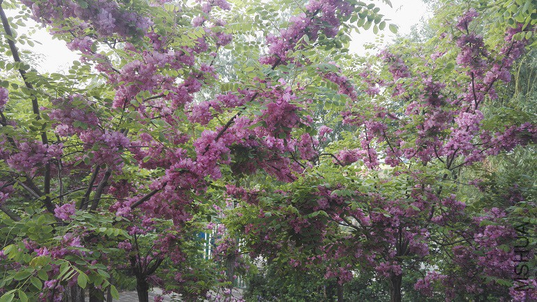 IMG_20160424_070340.jpg