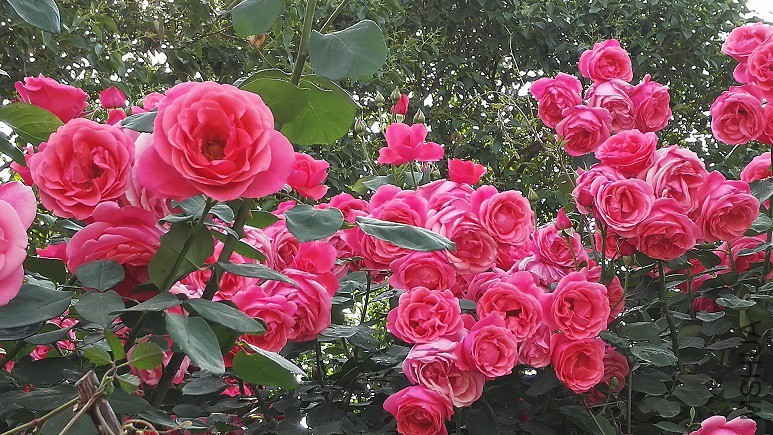 IMG_20160501_161519.jpg