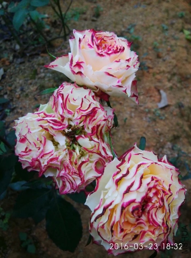 psb (3).jpg