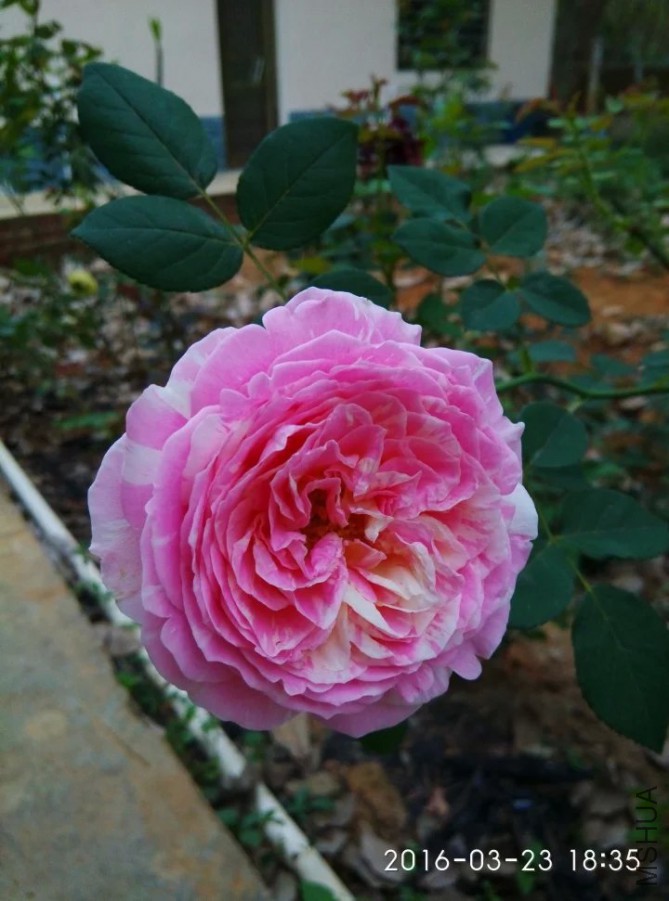psb (2).jpg