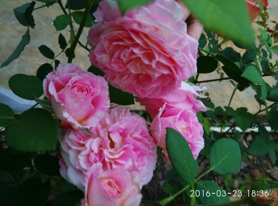 psb (1).jpg
