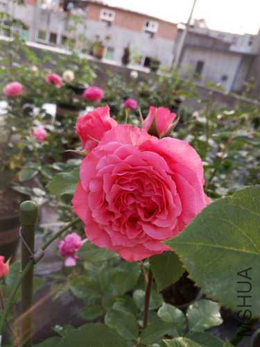 IMG_20160504_065340.jpg