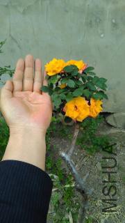 �޽���Ǿޱ��