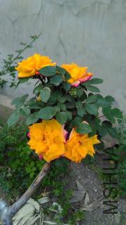 �޽���Ǿޱ��