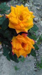 �޽���Ǿޱ��