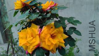 �޽���Ǿޱ��