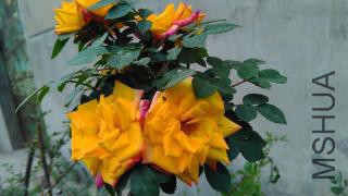 �޽���Ǿޱ��