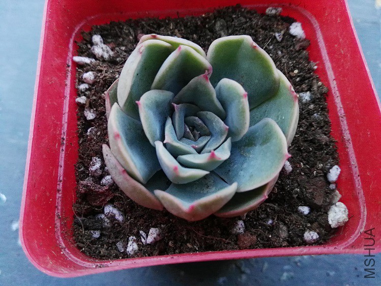 ������