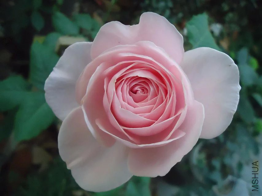 psb (1).jpg