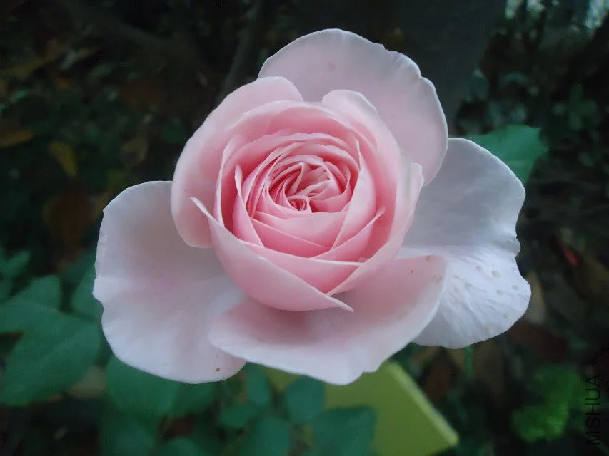 psb (2).jpg