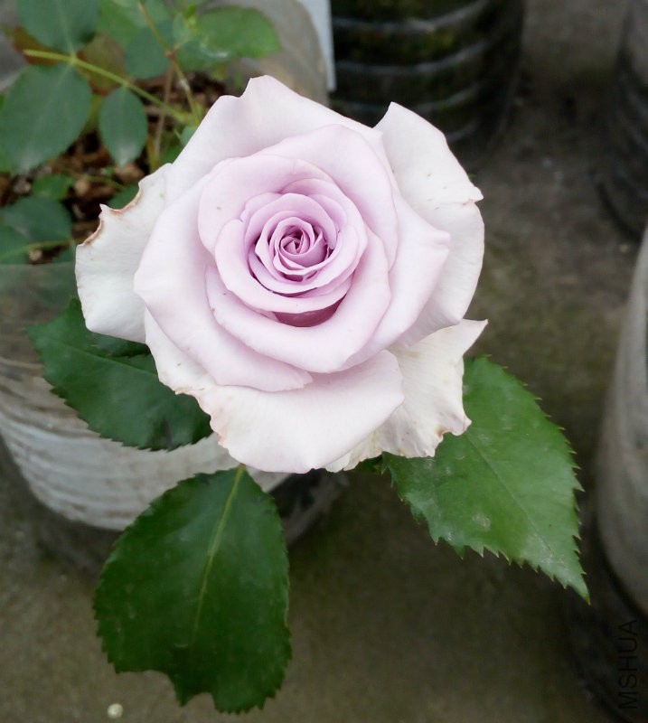 IMG_20160424_080015 (2).jpg