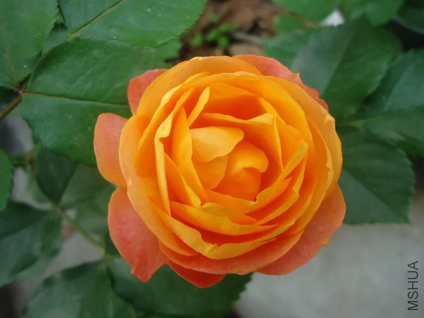 psb (1).jpg