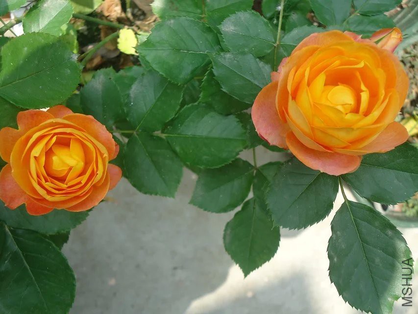 psb (9).jpg
