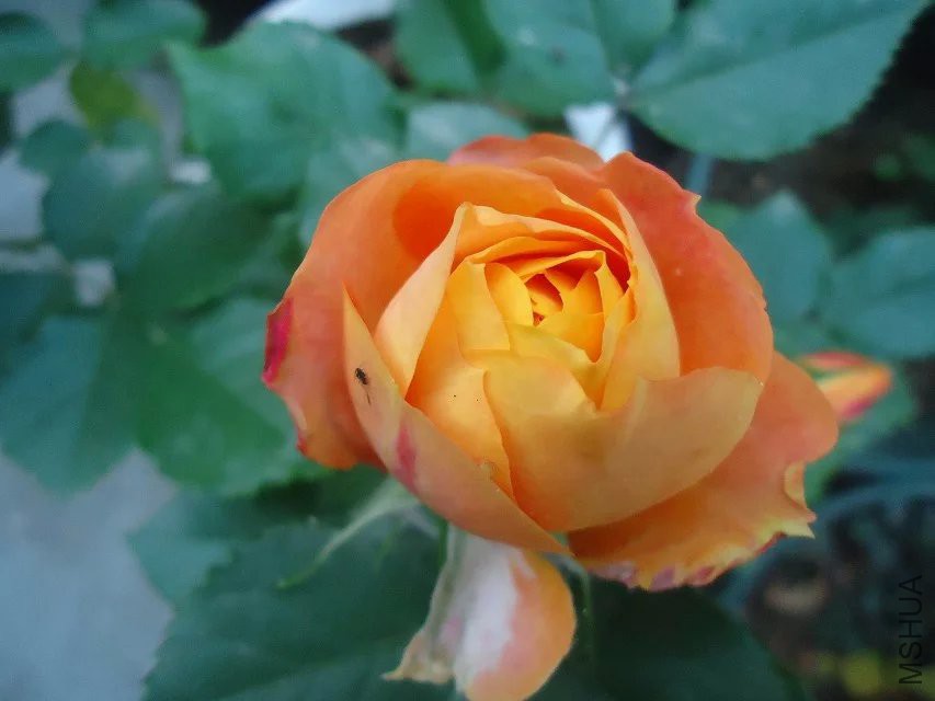 psb (10).jpg